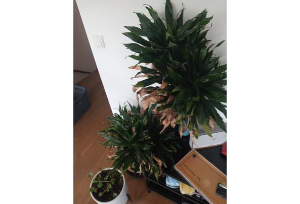 Plant huiskamer - 20260426_084456