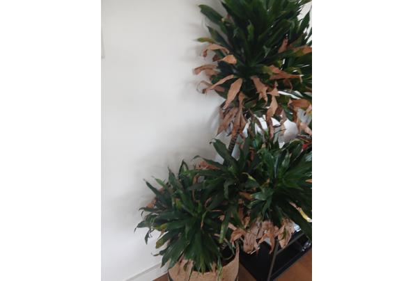 Plant huiskamer - 20260426_084459