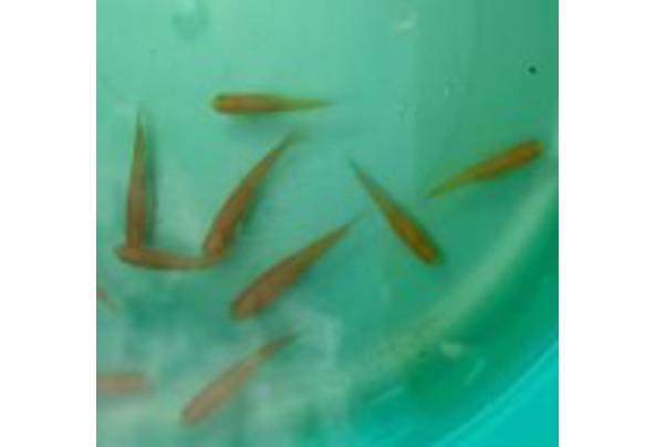 Goudelritsen vijvervissen - Schermafbeelding-2024-06-11-151100