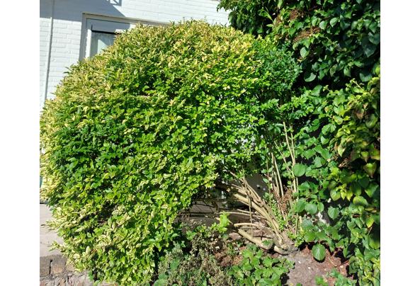 Grote groene struik met witte bloemetjes in't voorjaar - 1000042393