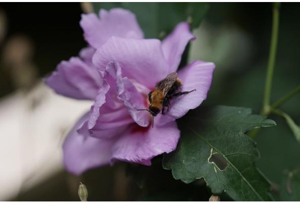 Stek van de hibiscus, gifvrij (voor de insecten) - 4-aug--hibiscus---hommel-95