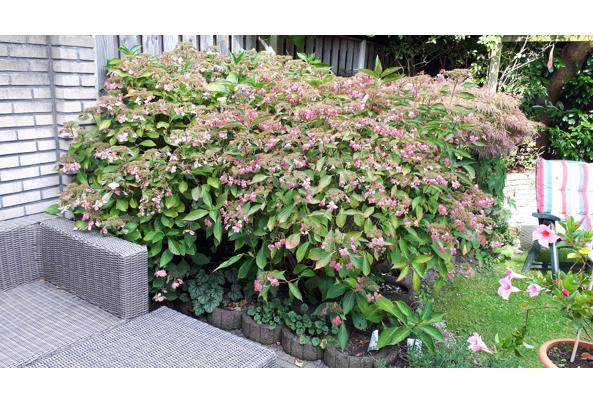 Roze hortensia serrata - hortensia