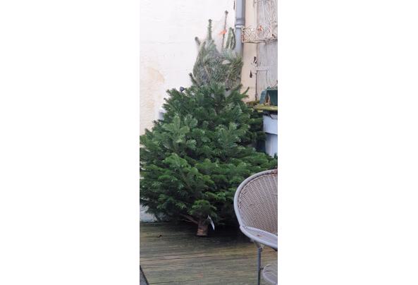 Kerstboom Nordman 1,80 - 20211216_104122