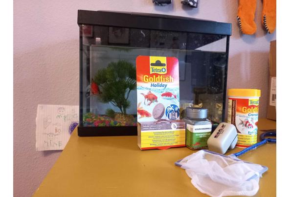 Aquarium met goudvis, inclusief toebehoren - vis