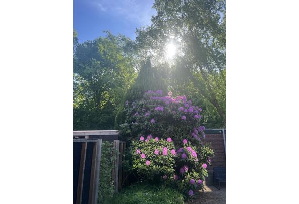 Prachtige grote Rhodondendron - IMG_7994