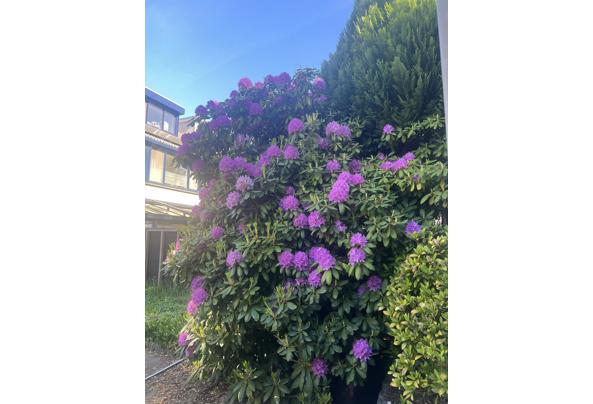 Prachtige grote Rhodondendron - IMG_7995