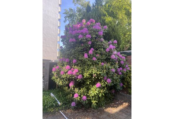 Prachtige grote Rhodondendron - IMG_7996