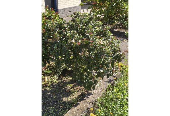 Viburnum, Af te halen en zelf uitgraven - IMG_20250930_143504307_HDR
