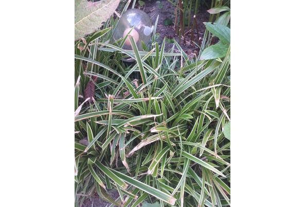 Carex (siergras)  - 20220704_195838