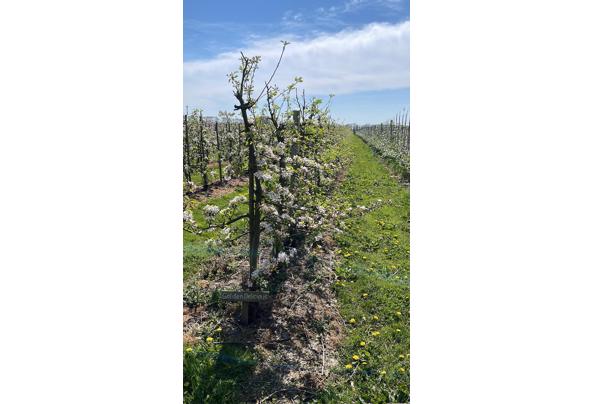 kamerplanten - IMG-20220420-WA0001