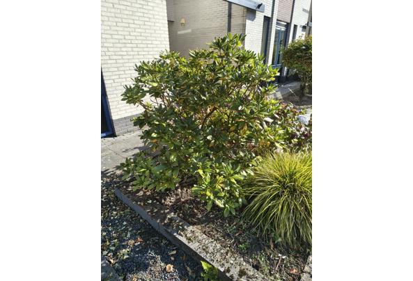 Rododendron, af te halen en zelf uitgraven. - IMG_20250930_143302334_HDR