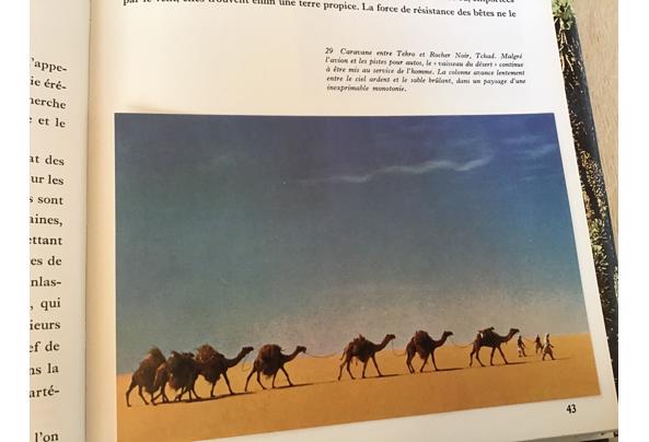 Afrika, Het oerwoud ,woestijn ,steppe , enorme vegetatie.TOP - IMG_16507_637504489674757354