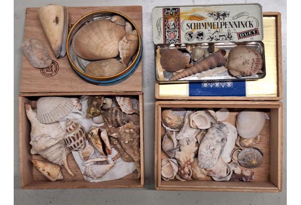 schelpenverzameling - schelpenverzameling