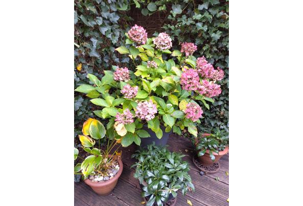 Hortensia (zonder pot) - IMG_20251018_164441