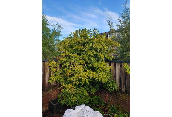 Magnolia boom - 20231015_101348