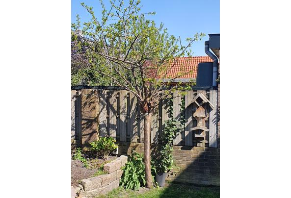 Pruimenboom - 20220420_154950