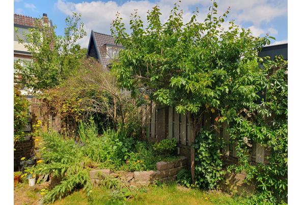 Pruimenboom - 20230624_152116