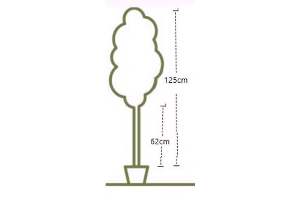 zachte berk stamomtrek 9,5cm stamhoogte nu 62  cm - hoogte-berk