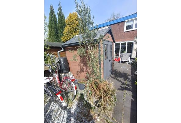 Olijfboom - IMG20260417112108