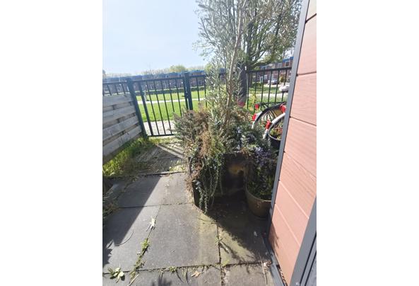 Olijfboom - IMG20260417112158