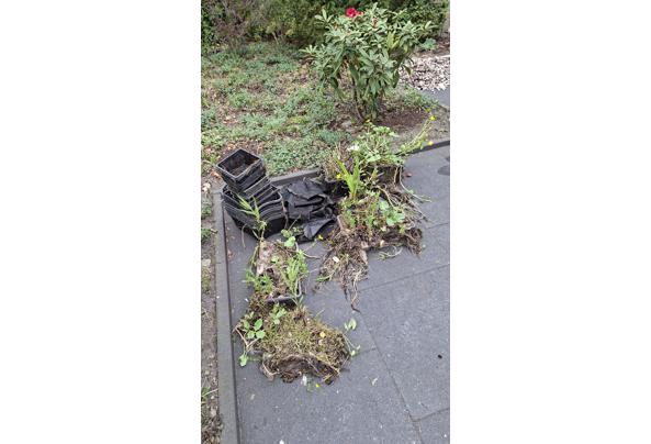 Pomp, bakken voor en met waterplanten - 17780650824523026414565039946681