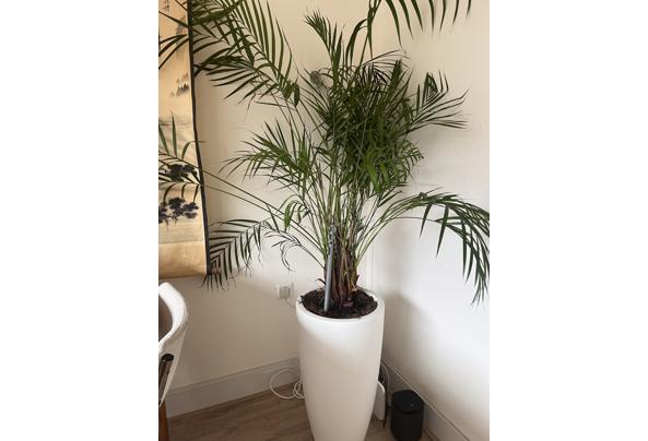 Plant met witte pot - IMG_3987 Plant met witte pot - IMG_3987