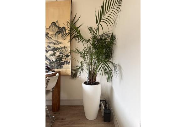 Plant met witte pot - IMG_3988 Plant met witte pot - IMG_3988