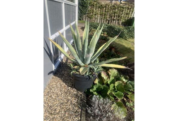 Agave plant in kuip - IMG_7761