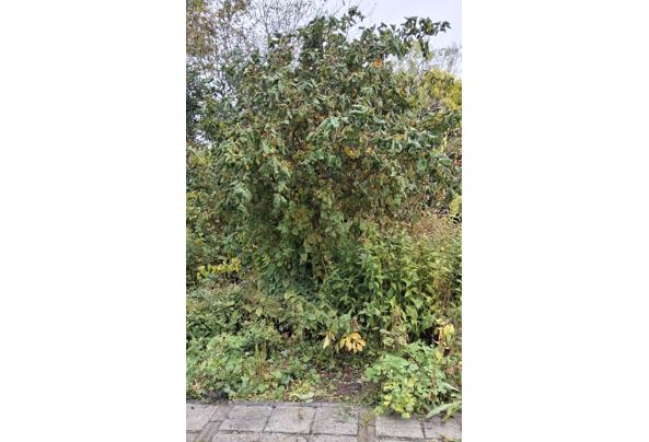 Krul hazelaar - Krulhazelaar-1