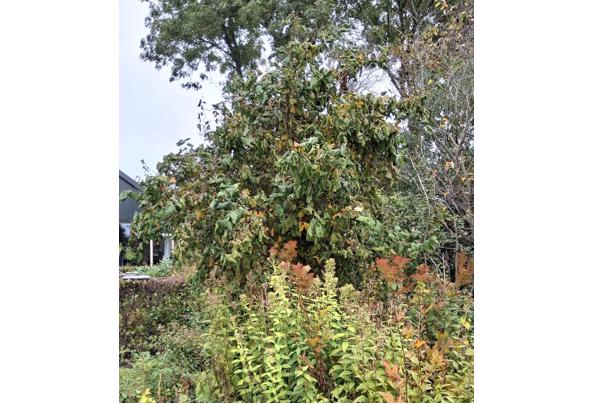 Krul hazelaar - Krulhazelaar-2