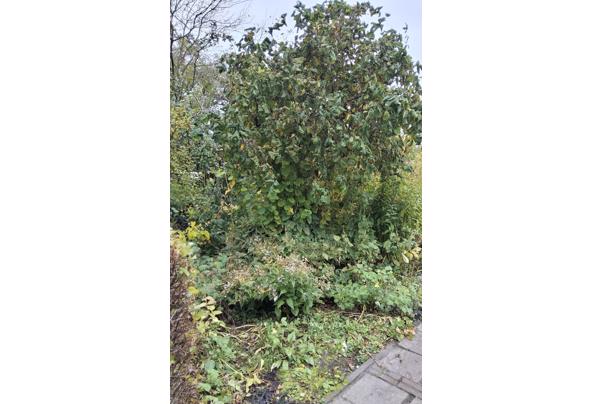 Krul hazelaar - Krulhazelaar-3