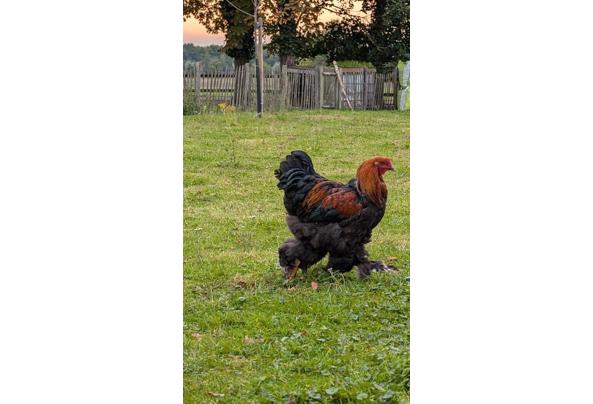 Brahma hanen - f0a41d49-3541-4fec-a21b-4d5d69040b3a Brahma hanen - f0a41d49-3541-4fec-a21b-4d5d69040b3a