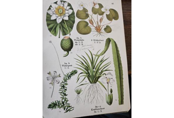 Plantenboek   1922   Buekers, Peter G. - 20250420_093031