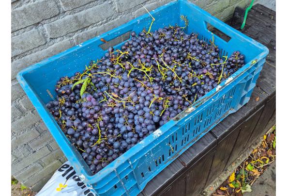 Krat vol blauwe druiven uit eigen tuin - druif