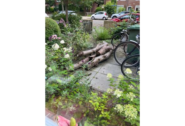 Boomstammen Japanse kers - hout - WhatsApp-Image-2023-08-09-at-14-03-02