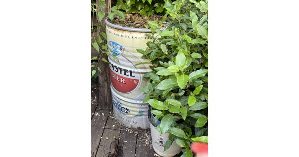 BBQ gemaakt van een Amstel vat