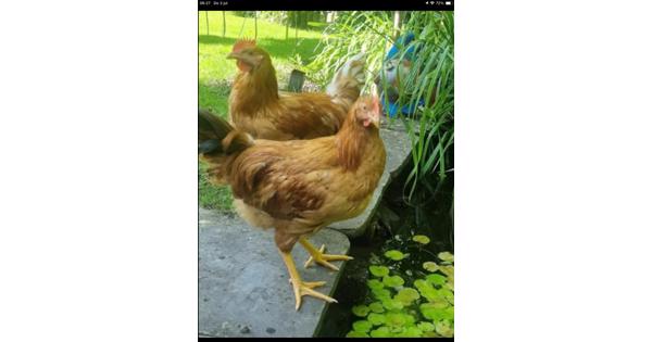 Drie gezonde hanen
