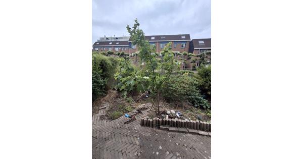 2 Bomen, een spar en een esdoorn