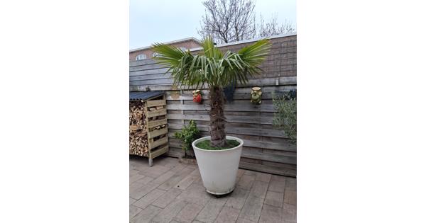 Bloempot met palm