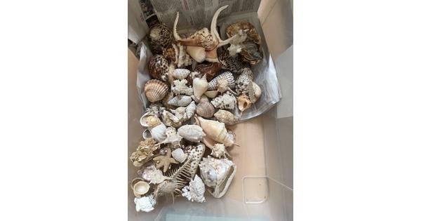 Olifanten en schelpen