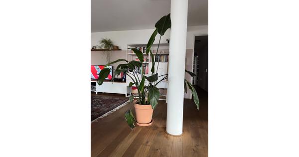 Grote strelitzia nicolai plant