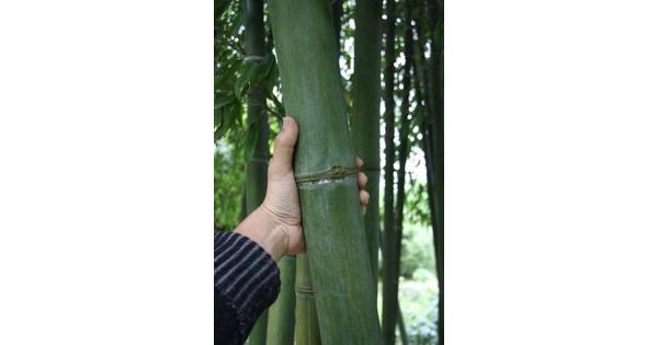 Reuzen bamboe, stekken, scheuten en/of zaden