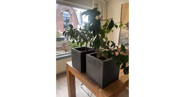 Twee planten met vierkante zwarte pot