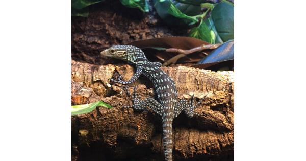 Blauwe boomvaraan te koop 