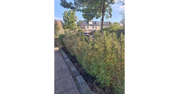 Bamboehaag
