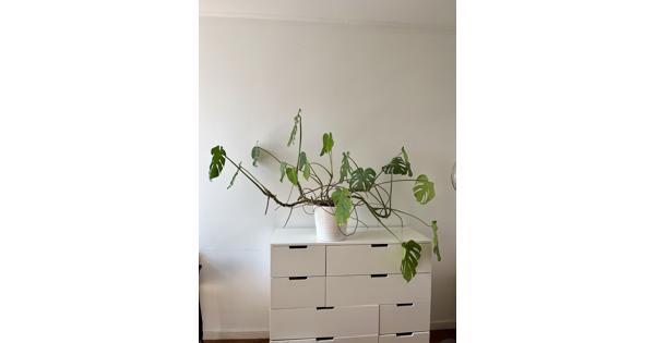 Kamerplant (Monstera)