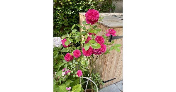 Vuilcontainer Opslag