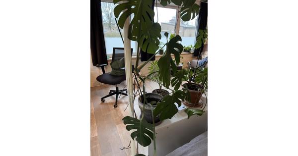 Meerdere planten van verschillende formaten