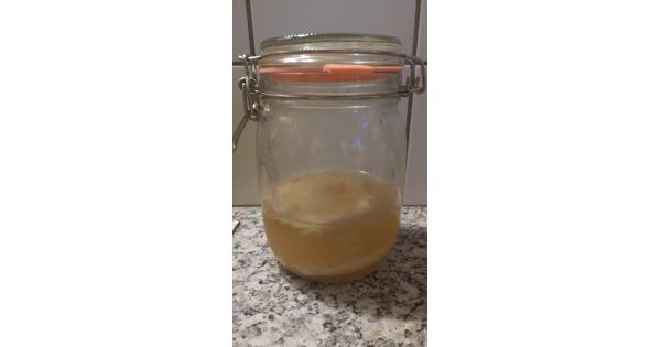 Kombucha Scoby