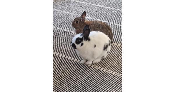 2 konijnen van 2 jr oud